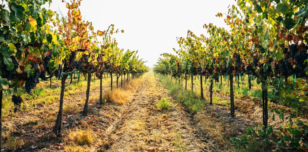 Looking down a vineyard row